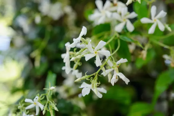 Trachelospermum jasminoides