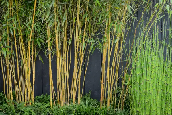 Phyllostachys aureosulcata