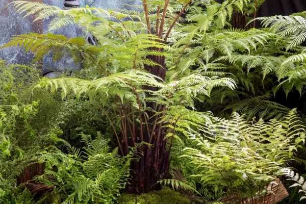 Dicksonia antarctica tree fern
