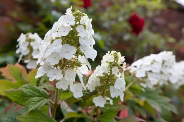 Hydrangea quercifolia