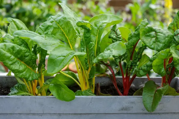 Rainbow chard in a pot