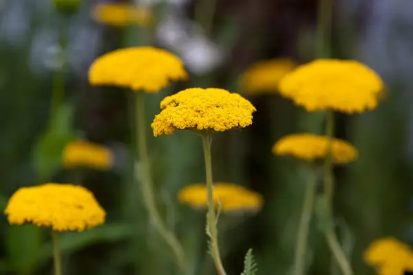 Achillea 'Coronation Gold'