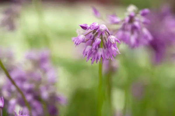 Hvidløg Cyathophorum SSP. Farreri
