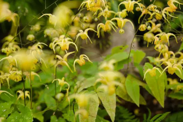 Epimedium 'Amber Queen'