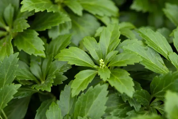 Pachysandra terminalis