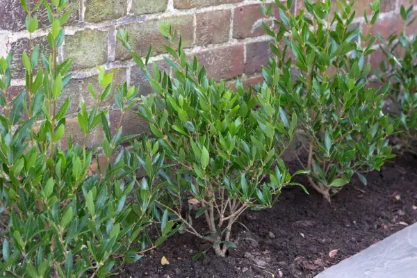 Phillyrea angustifolia