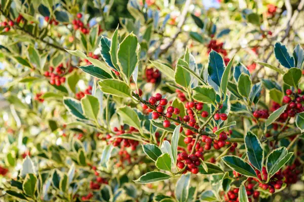 Holly Aquifolium 'Silver Margin'