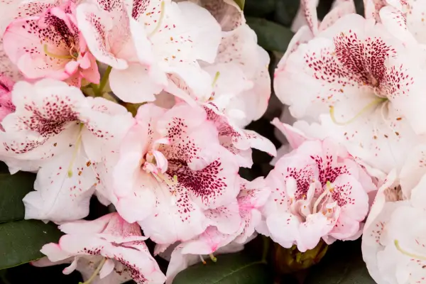 Rhododendron „Prințesa Maxima”