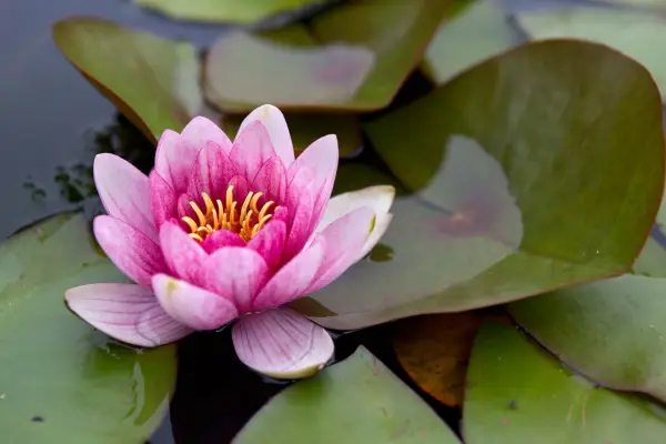 A deep-pink, double waterlily flower