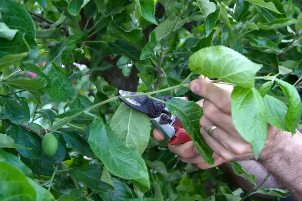 Pruning Victoria plum