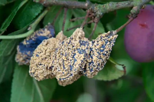 Brown rot on plums