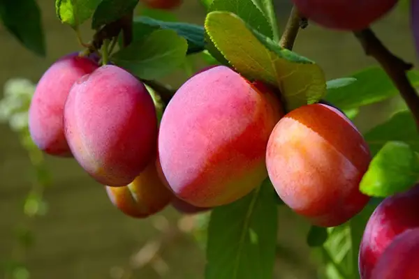 Victoria Plum Tree (Prunus domestica)