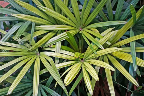 Bamboo palm. Getty Images