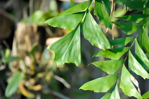 Fish tail palm leaves. Getty Images