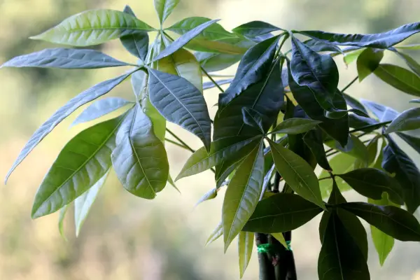 Pachira aquatica or Money Tree. Getty Images