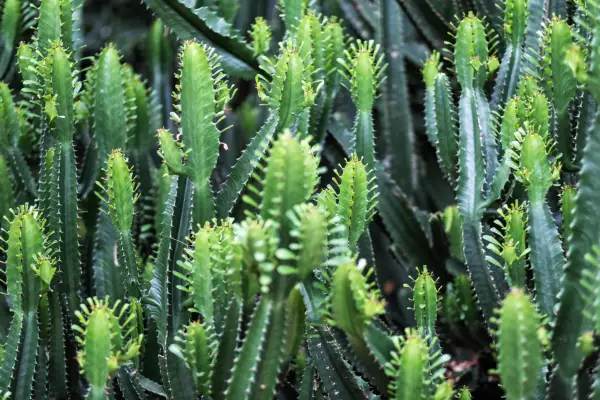 African milk tree. Getty Images