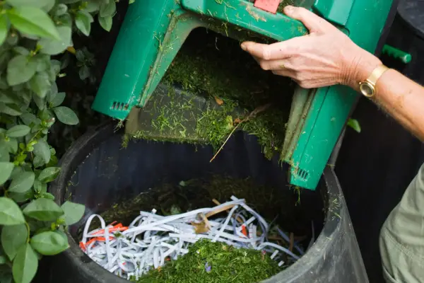 Adding green clippings to the compost bin