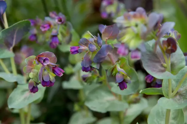 Cerinthe major 