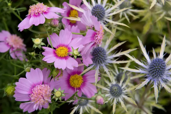 Cosmos Bipinnatus 'Pink Popsocks'