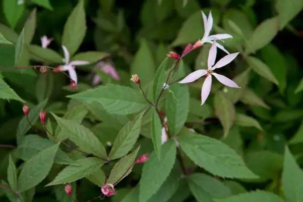 Gillenia trifoliata Pink Profusion