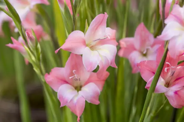 Gladiolus nanus affascinante bellezza
