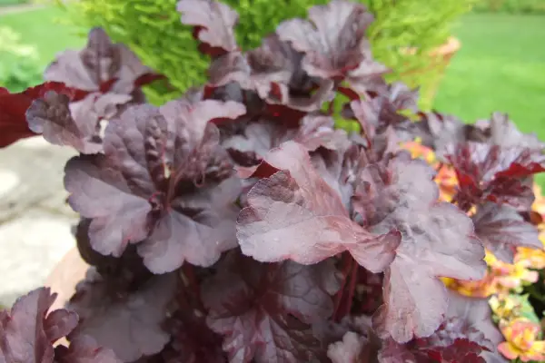 Heuchera „Obsidian“