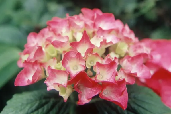 Hydrangea 'Harrys røde'