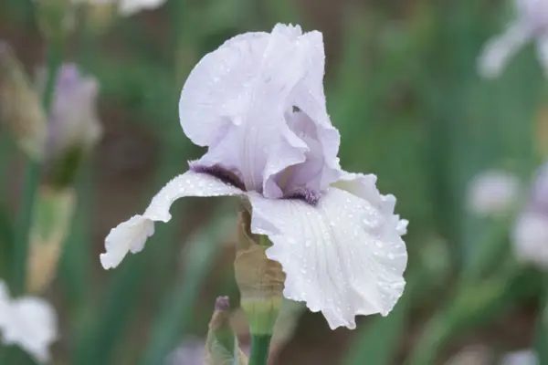 שיר של איריס של נורבגיה '