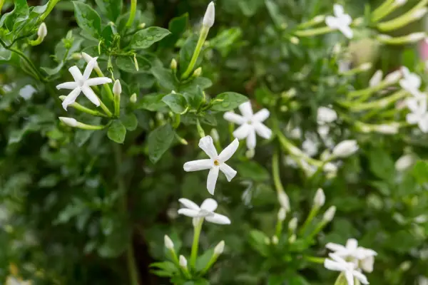 Jasminum unghiular