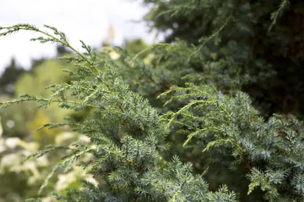 Juniperus chinensis 'gull'