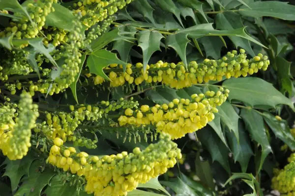 Mahonia X Media „Caritate”