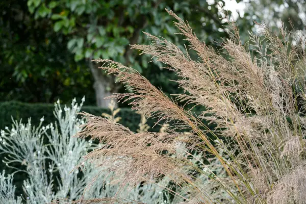 Molinia a Blue subsp. 리드 투명