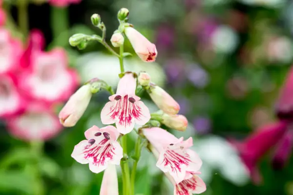 Penerty 'Heeell Pink Undersen'