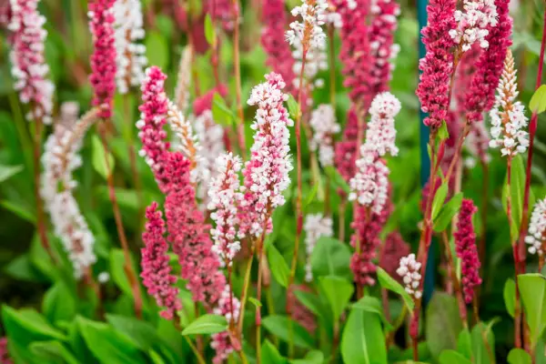 Persicaria -relateret