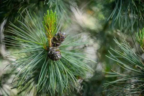 Pinus en cola 'Winton'