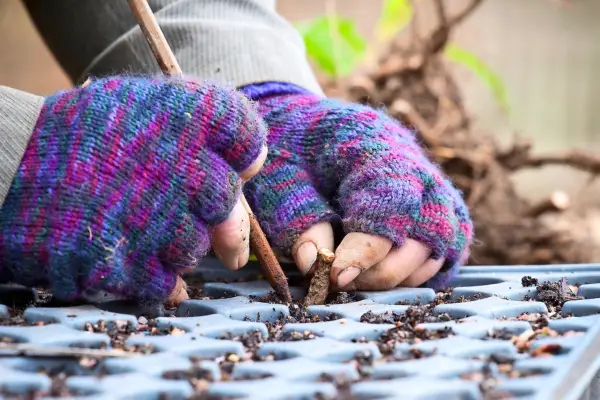 6 가지 식물 전파 방법