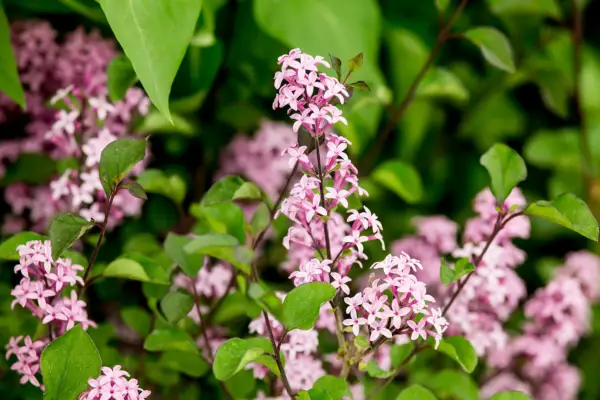 Syringa 'Pixie rojo'