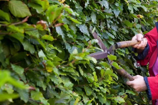 Tips for pruning a deciduous hedge