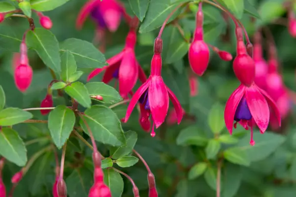 Pruning a fuchsia hedge