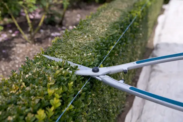 Trimming a formal hedge