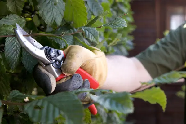 Pruning a large-leaved hedge with secateurs
