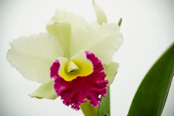 Cattleya 