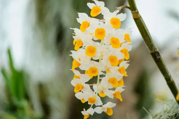 Dendrobium thyrsiflorum