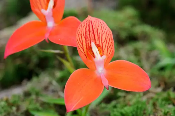 Disa uniflora