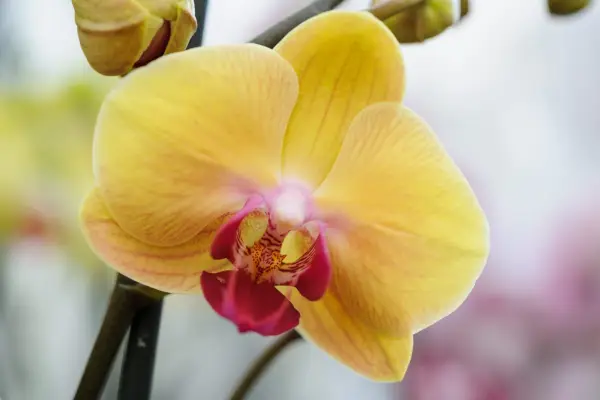 Phalaenopsis ‘Golden Beauty’