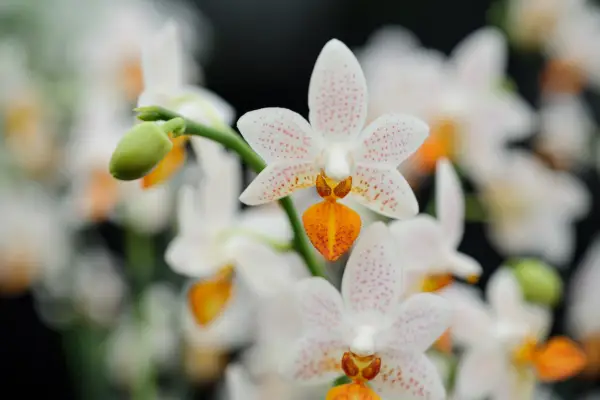 Phalaenopsis_ ‘Mini Mark’