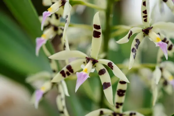 Prosthechea prismatocarpa