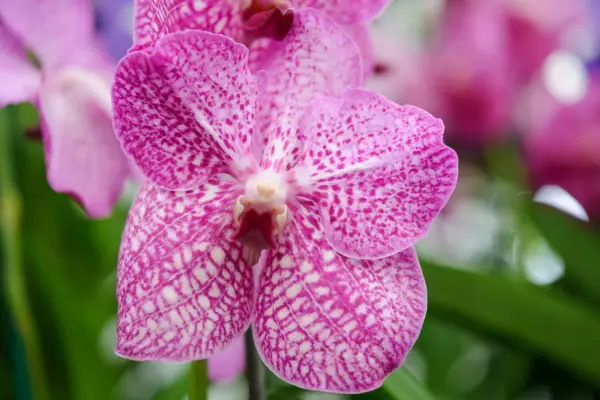 Vanda ‘Rothschildiana Pink’