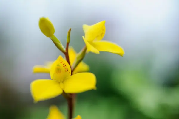 Red-speckled, bright-yellow flowers of the golden disa orchid