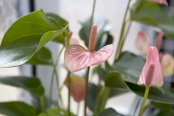 Anthurium Andreane